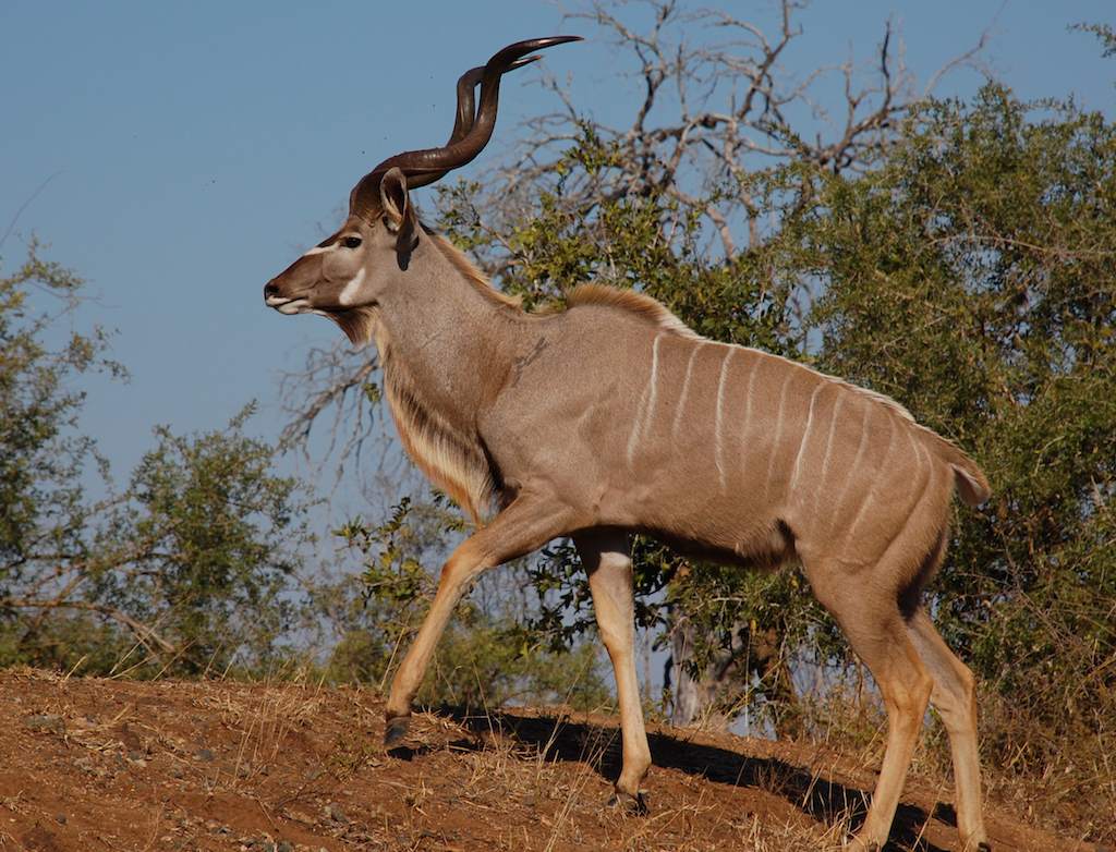 Antylopa kudu, często padająca ofiarą polowań Buszmenów