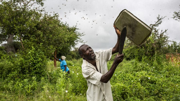 The Locust Plague in Eastern Africa: a calamity